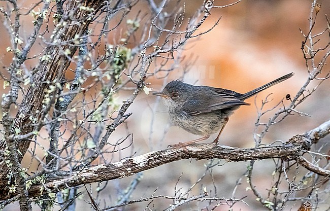 Juvenile Balearic Warbler perched on a branch in Ibiza. July 2016. stock-image by Agami/Vincent Legrand,