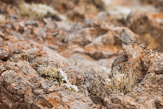 Great Rosefinch (Carpodacus rubicilla) adult female between rocks stock-image by Agami/Ralph Martin,