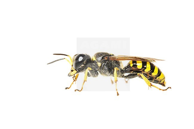 Vespidae stock-image by Agami/Wil Leurs,