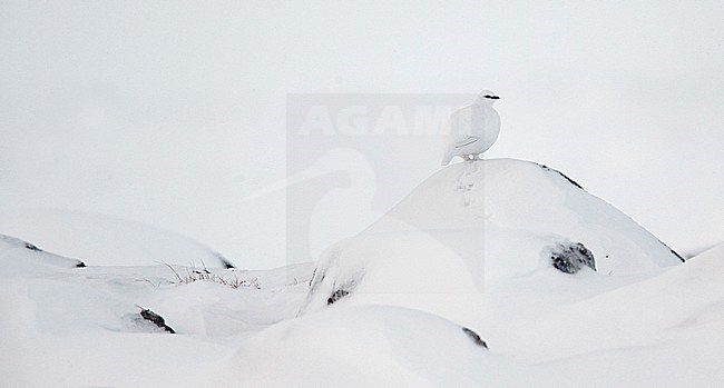 Mannetje Alpensneeuwhoen in de sneeuw, Male Rock Ptarmigan in the snow stock-image by Agami/Markus Varesvuo,