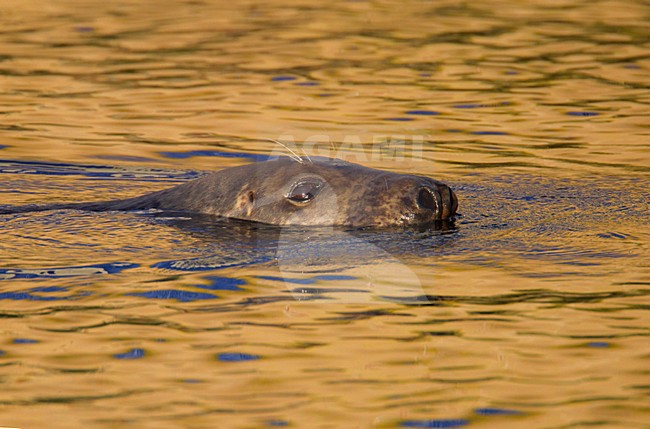 Grijze zeehond, Grey Seal, Halichoerus grypus stock-image by Agami/Hugh Harrop,