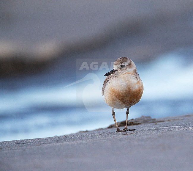 New Zealand Dotterel (Charadrius obscurus) at the coast of North Island, New Zealand. Adult standing on the beach. stock-image by Agami/Marc Guyt,