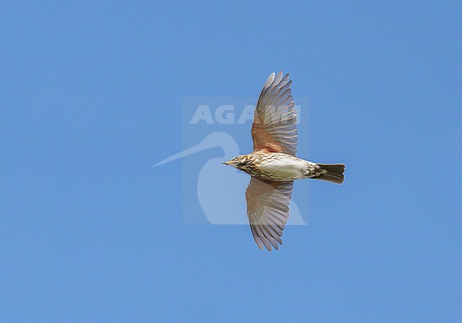 Flying Redwing (Turdus iliacus) during autumn migration in blue sky showing underside and wings fully spread stock-image by Agami/Ran Schols,