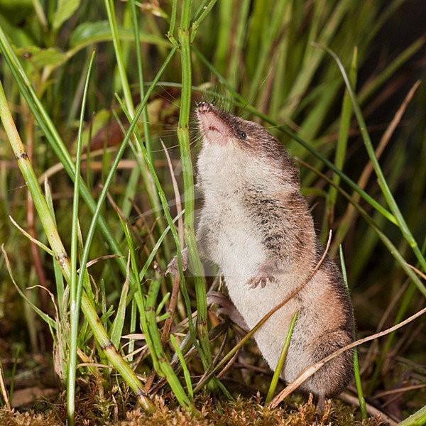 Bosspitsmuis, Common Shrew stock-image by Agami/Theo Douma,