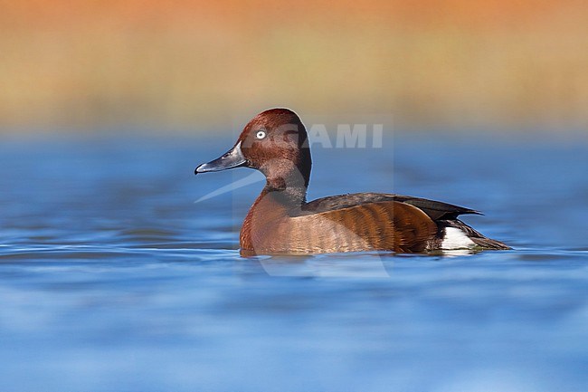 Ferruginous Duck, Aythya nyroca, swimming on a lake in Italy. stock-image by Agami/Daniele Occhiato,