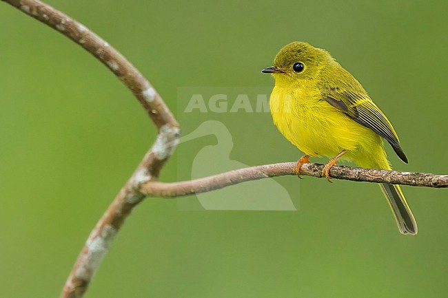 Citrine Canary-Flycatcher (Culicicapa helianthea) Perched on a branch in the Philippines stock-image by Agami/Dubi Shapiro,