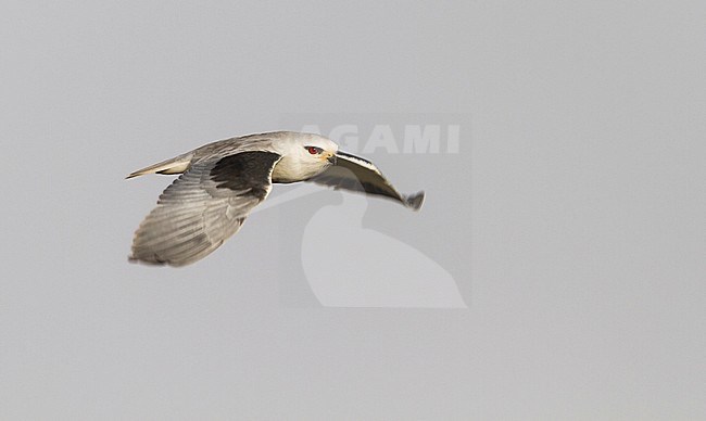 Black-winged Kite - Gleitaar - Elanus caeruleus ssp. caeruleus, Morocco, adult stock-image by Agami/Ralph Martin,