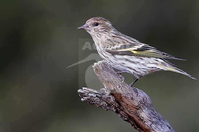 Pine Siskin (Spinus pinus) perched on a branch stock-image by Agami/Dubi Shapiro,