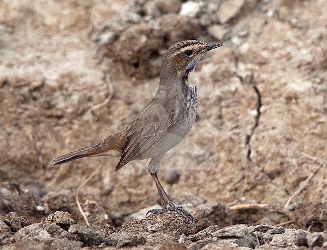 Female Red-spotted Bluethroat (Luscinia svecica svecica) during migration stock-image by Agami/Andy & Gill Swash ,