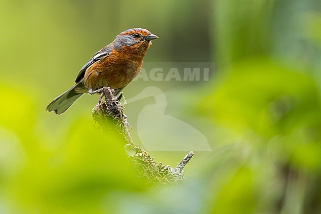 Rusty-browed Warbling Finch (Microspingus erythrophrys) Perched on a branch in Argentina stock-image by Agami/Dubi Shapiro,