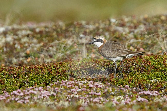 Adult male Lesser Sand Plover (Charadrius mongolus stegmanni) in summer plumage on the arctic tundra on Seward Peninsula, Alaska, USA. Standing still on low vegetation. stock-image by Agami/Brian E Small,