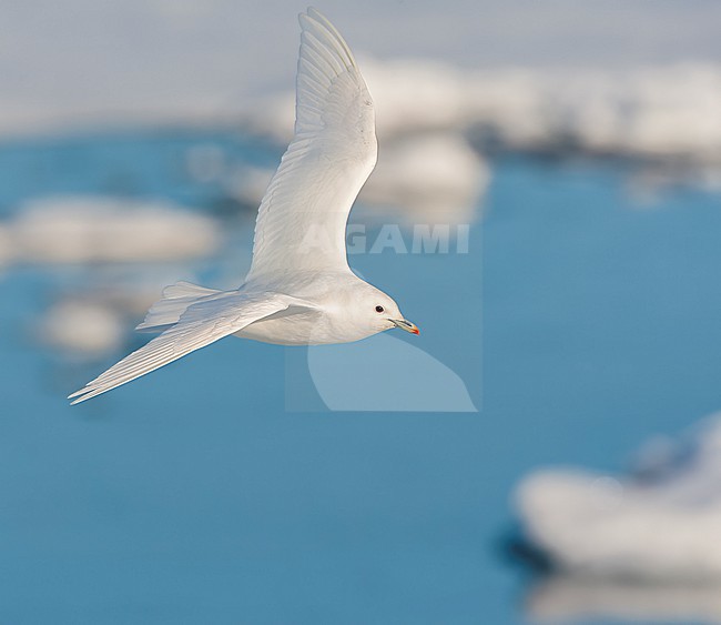 Adult Ivory Gull (Pagophila eburnea) on Svalbard, arctic Norway. stock-image by Agami/Marc Guyt,