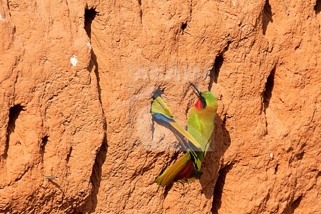 Roodkeelbijeneters bij nestholte, Redthroated Bee-eaters at nesthole stock-image by Agami/Wil Leurs,