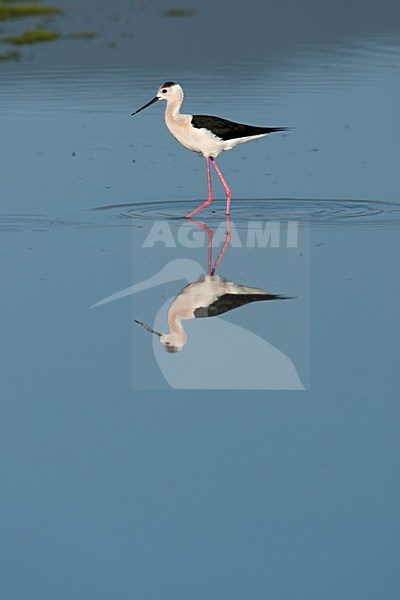 Steltkluut voedsel zoekend Lesbos Griekenland, Black-winged Stilt foraging Lesvos Greece stock-image by Agami/Wil Leurs,