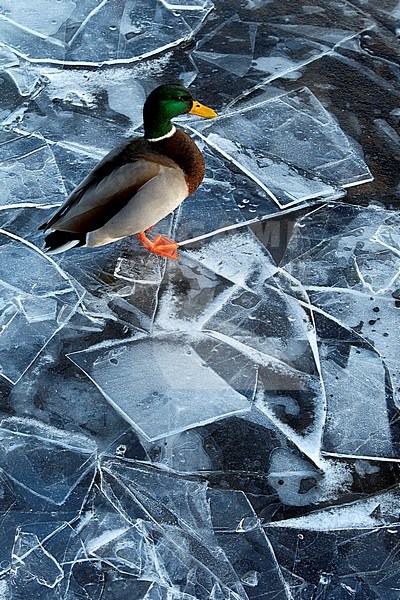 Mannetje Wilde Eend op ijs; Mallard male on ice stock-image by Agami/Danny Green,