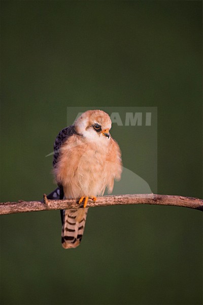 Roodpootvalk, Red-footed Falcon, Falco vespertinus stock-image by Agami/Marc Guyt,