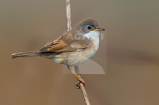 Brilgrasmus; Spectacled Warbler stock-image by Agami/Daniele Occhiato,