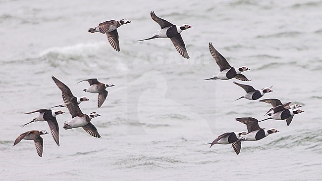 Large flock of Long-tailed Duck (Clangula hyemalis), male and female, winter plumage, in flight. stock-image by Agami/Lennart Verheuvel,