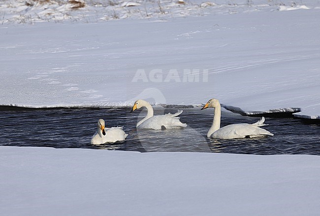 In March a major part of the breeding habitat of Wild Swans in Iceland is still frozen. stock-image by Agami/Jacques van der Neut,