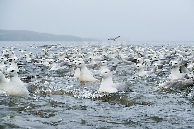 Gathering of Northern Fulmars - Eissturmvogel - Fulmarus glacialis ssp. audubonii, Iceland, adults stock-image by Agami/Ralph Martin,