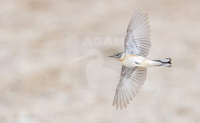 Bay-breasted Warbler, Setophaga castanea, migrating past Tadoussac, Quebec. A migration hotspot in Canada. stock-image by Agami/Ian Davies,
