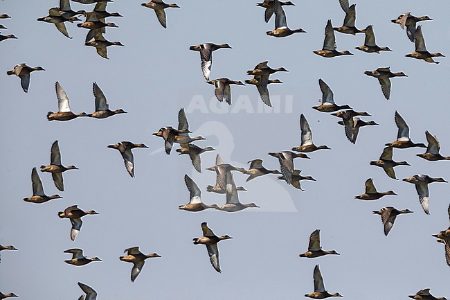  stock-image by Agami/Daniele Occhiato,