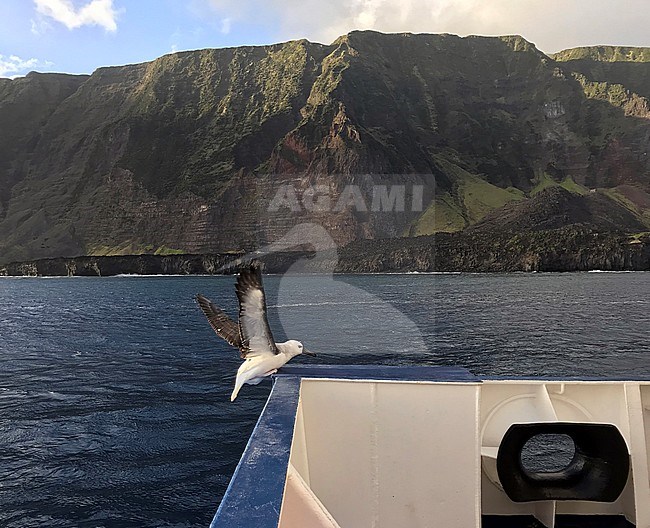 Juvenile Atlantic Yellow-nosed Albatross (Thalassarche chlororhynchos) climbing on the deck of an expedition cruise ship with Tristan da Cunha in the background. stock-image by Agami/Laurens Steijn,
