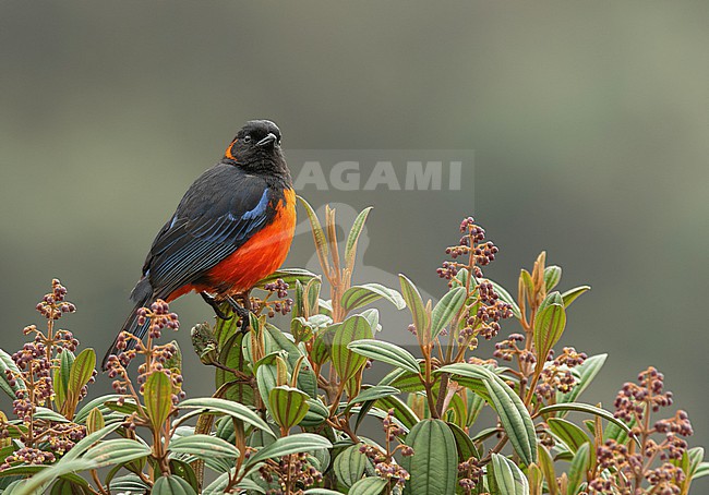 Scarlet-bellied Mountain Tanager (Anisognathus igniventris igniventris) (subspecies) perched on top of a tree in Cusco, Peru, South-America. stock-image by Agami/Steve Sánchez,