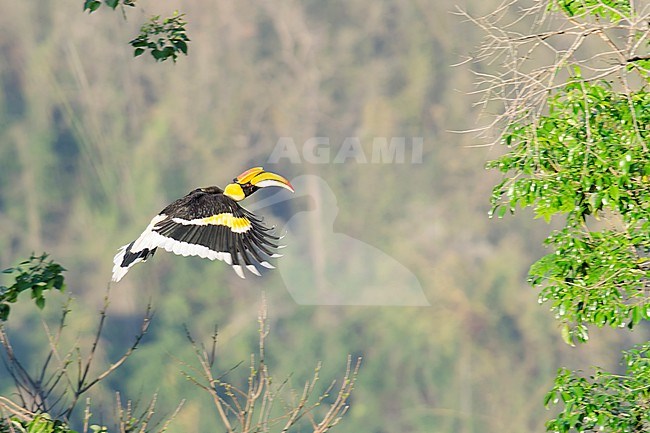 An adult Great Hornbill is seen flying from one tree to the next in Khao Yai National Park in Thailand. stock-image by Agami/Jacob Garvelink,
