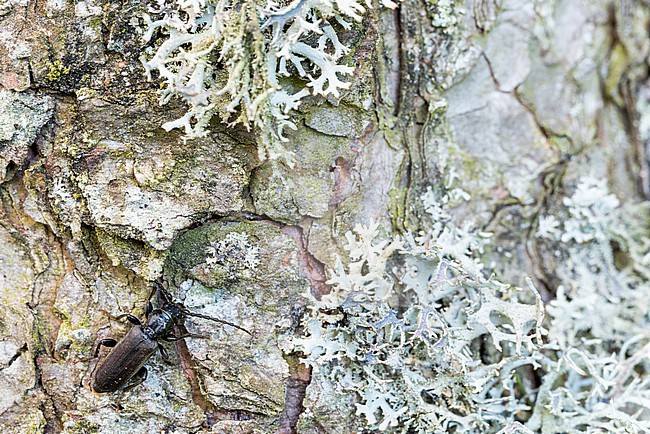 Tetropium castaneum - Gemeiner Fichtensplintbock, Germany (Baden-Württemberg), imago stock-image by Agami/Ralph Martin,