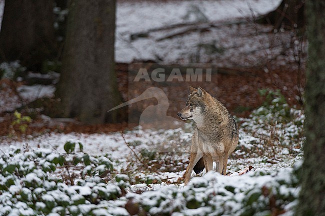 A gray wolf, Canis lupus, in a snowy forest. Bayerischer Wald National Park, Bavaria, Germany. stock-image by Agami/Sergio Pitamitz,