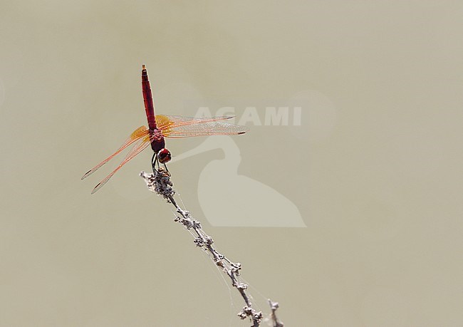 Violet Dropwing, Trithemis annulata stock-image by Agami/James Eaton,