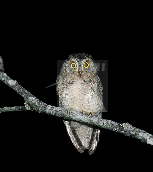 Ryukyu Dwergoorluil op een atk; Ryukyu Scops-Owl on a branch stock-image by Agami/Mike Danzenbaker,