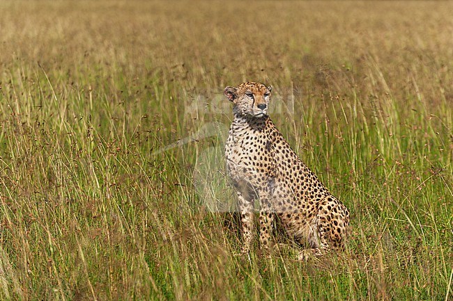 Portrait of a cheetah, Acinonyx jubatus, in tall savanna grasses. Masai Mara National Reserve, Kenya. stock-image by Agami/Sergio Pitamitz,