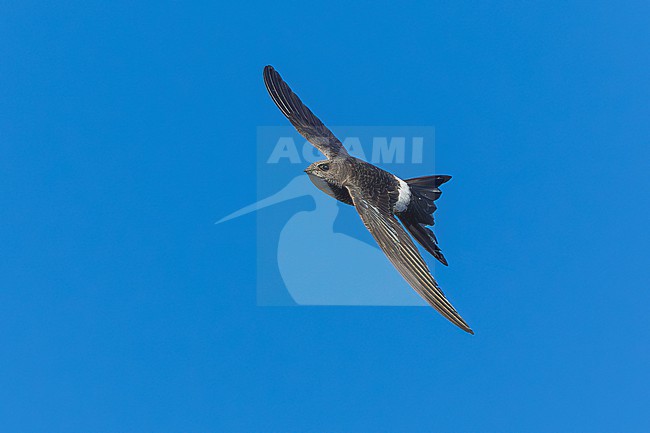 Probably second calendar year Pacific Swift (Apus pacificus) flying over Corrnaiano, Italy. stock-image by Agami/Vincent Legrand,