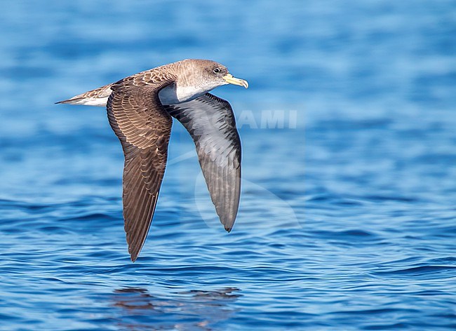 Cory's shearwater, Calonectris borealis, in flight over the Atlantic Ocean off the Azores, Portugal. stock-image by Agami/Marc Guyt,