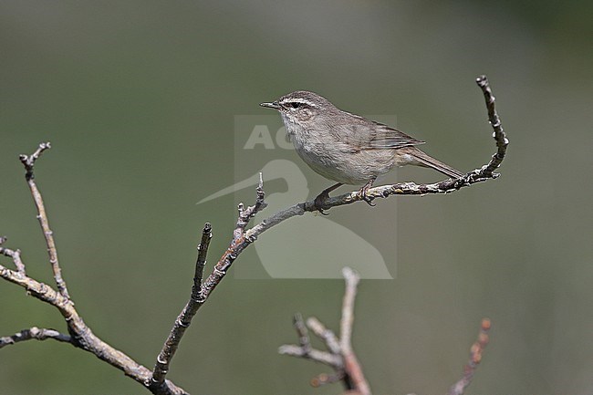 Smoky warbler (Phylloscopus fuligiventer) on Tibetan plateau, Qinghai, China. stock-image by Agami/James Eaton,