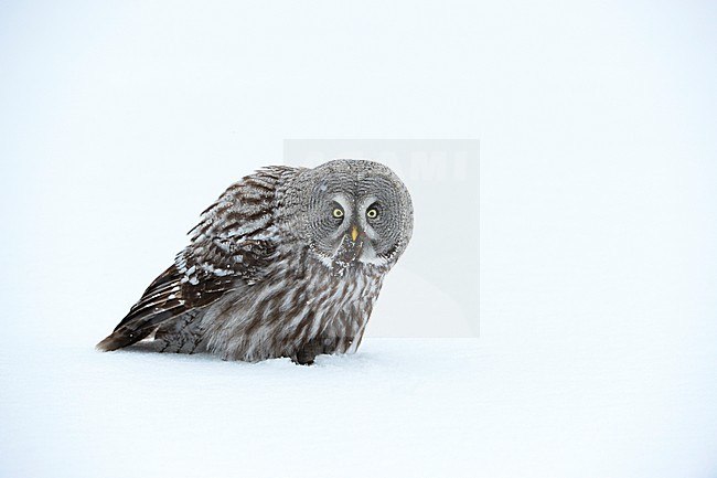 Laplanduil, Great Grey Owl stock-image by Agami/Jari Peltomäki,