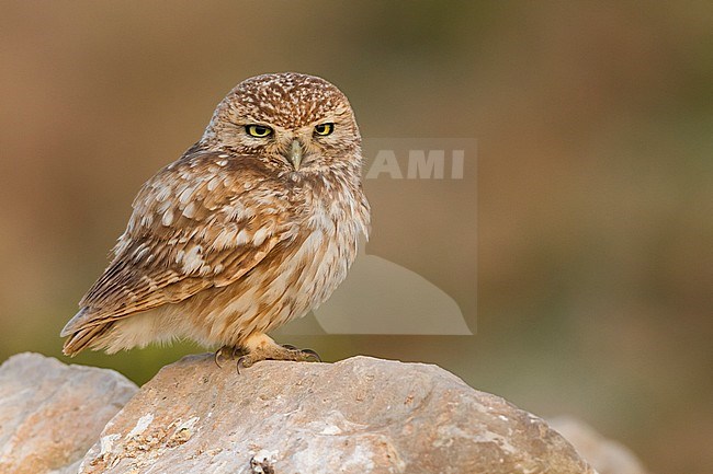 Little Owl - Steinkauz - Athene noctua saharae, Morocco, adult stock-image by Agami/Ralph Martin,