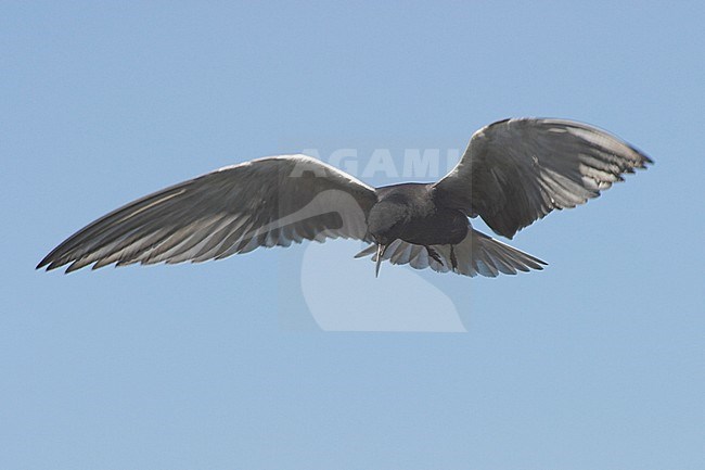 American Black Tern (Chilidonias niger surinamensis) flying above a lake in Alberta, Canada. stock-image by Agami/Glenn Bartley,