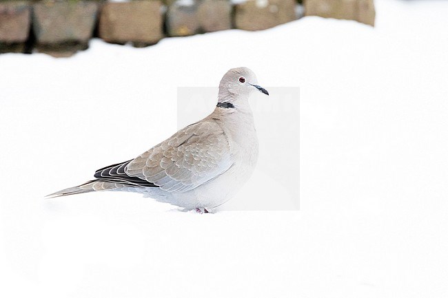 Collared Dove (Streptopelia decaocto) perched in the snow in an uban backyard in the Netherlands during a cold period. stock-image by Agami/Arnold Meijer,