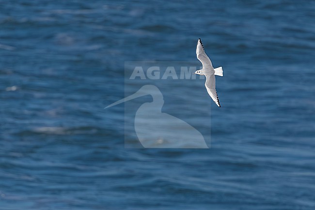 Near adult winter plumage Bonaparte's Gull (Chroicocephalus philadelphia) flying over the channel Texel/DenHelder, Noord-Holland, the Netherlands. stock-image by Agami/Vincent Legrand,