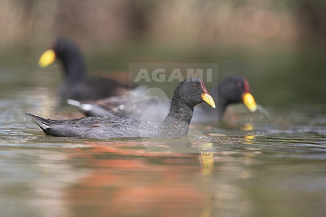 Red-fronted Coot (Fulica rufifrons) at Mendoza, Argentina. stock-image by Agami/Tom Friedel,
