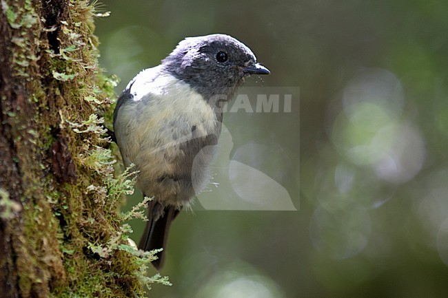 Nieuw Zeeland-vliegenvanger; South Island Robin; Petroica australis stock-image by Agami/Martijn Verdoes,