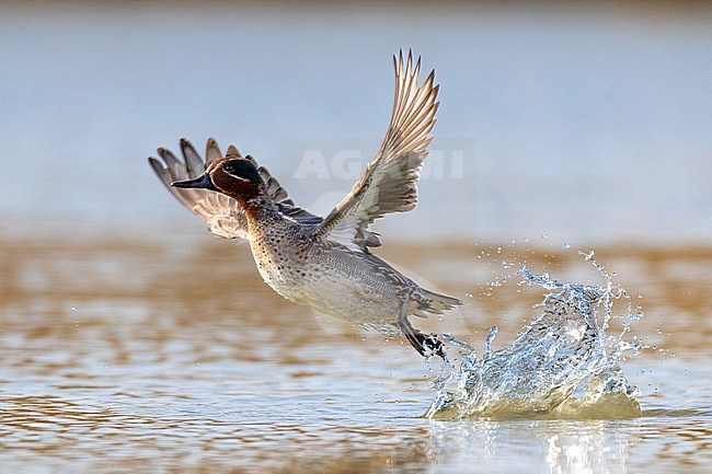 Eurasian Teal (Anas crecca) in Italy. stock-image by Agami/Daniele Occhiato,