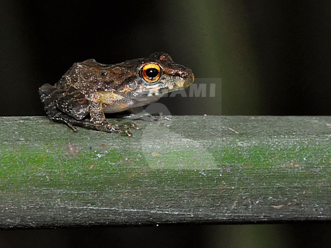 Eleutherodactylus ssp stock-image by Agami/Alex Vargas,
