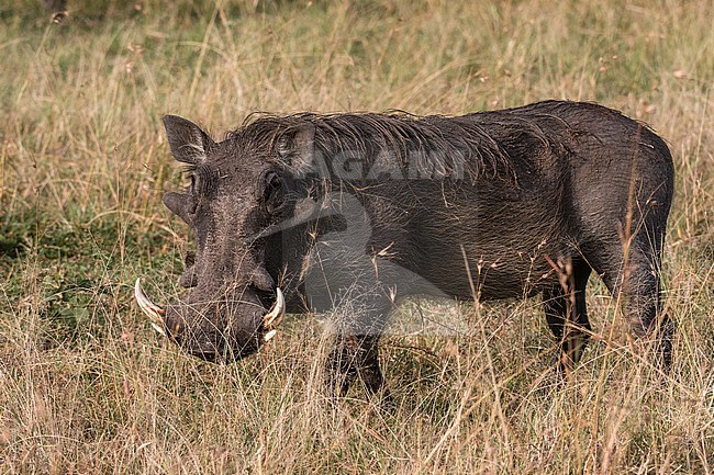 A warthog, Phacochoerus aethiopicus, Masai Mara National Reserve, Kenya. Kenya. stock-image by Agami/Sergio Pitamitz,