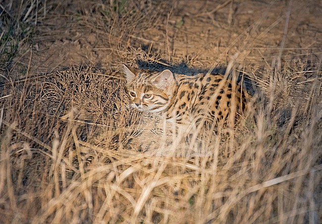 Black-footed cat (Felis nigripes) in South Africa. Also known as the small-spotted cat. The smallest wild cat in Africa. stock-image by Agami/Pete Morris,