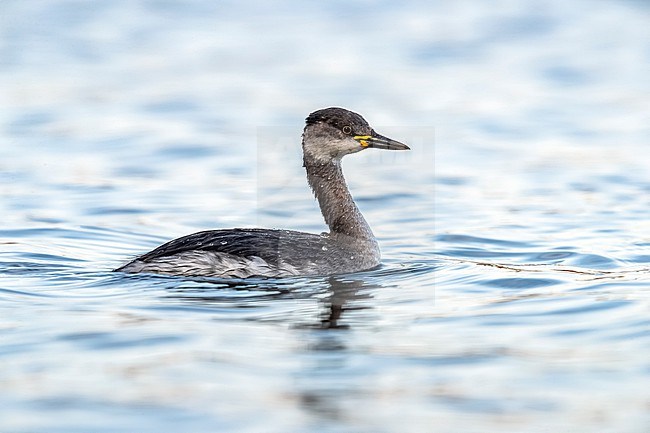 Winter plumage Red-necked Grebe (Podiceps grisegena) swimming in Hombeek, Antwerp, Belgium. stock-image by Agami/Vincent Legrand,