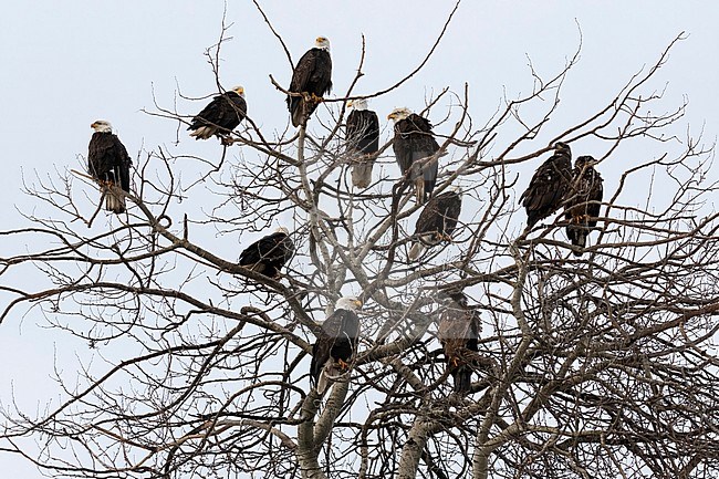 Lots of Bald Eagles congregate during the winter in the Fraser Valley near Vancouver, British Colombia, Canada and its surrounding flat farmland. stock-image by Agami/Jacob Garvelink,